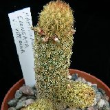 Mammillaria elongata v. viperina P1180745.JPG